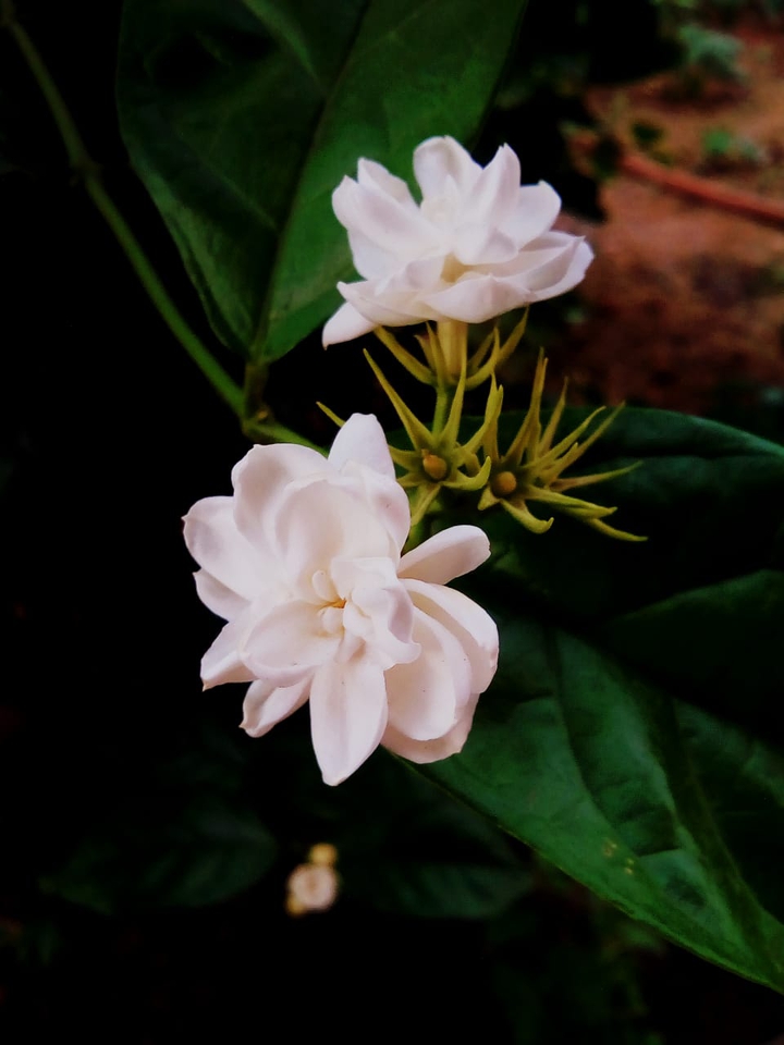 white beauty