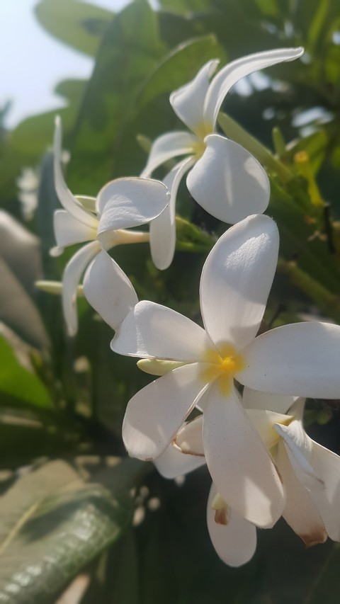 white flower