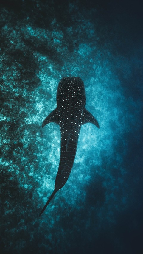 тапети organism, shark