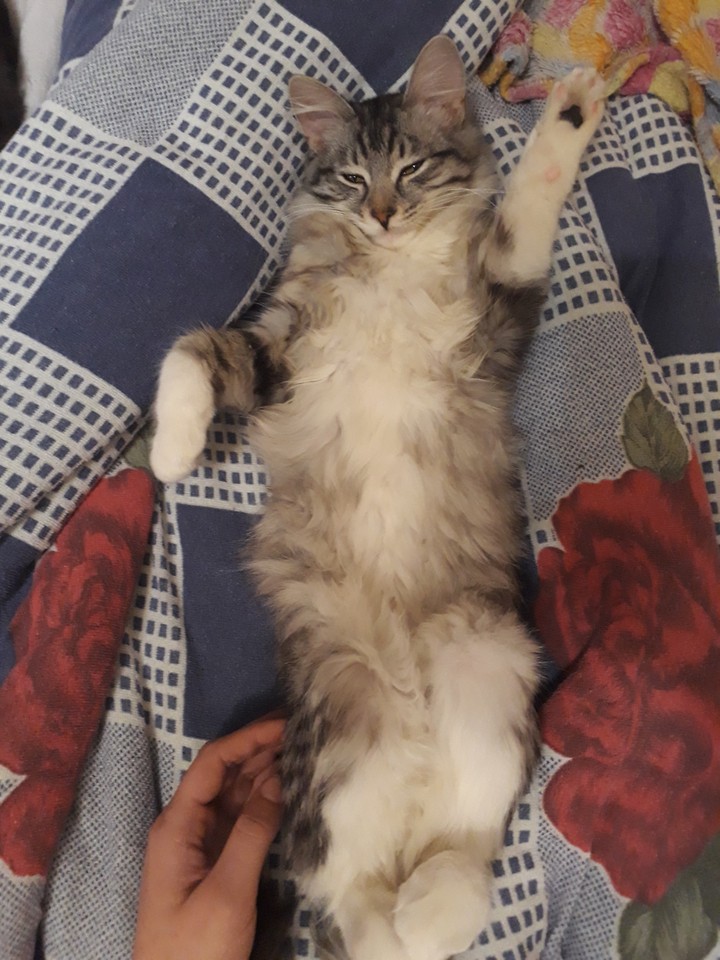 кошки