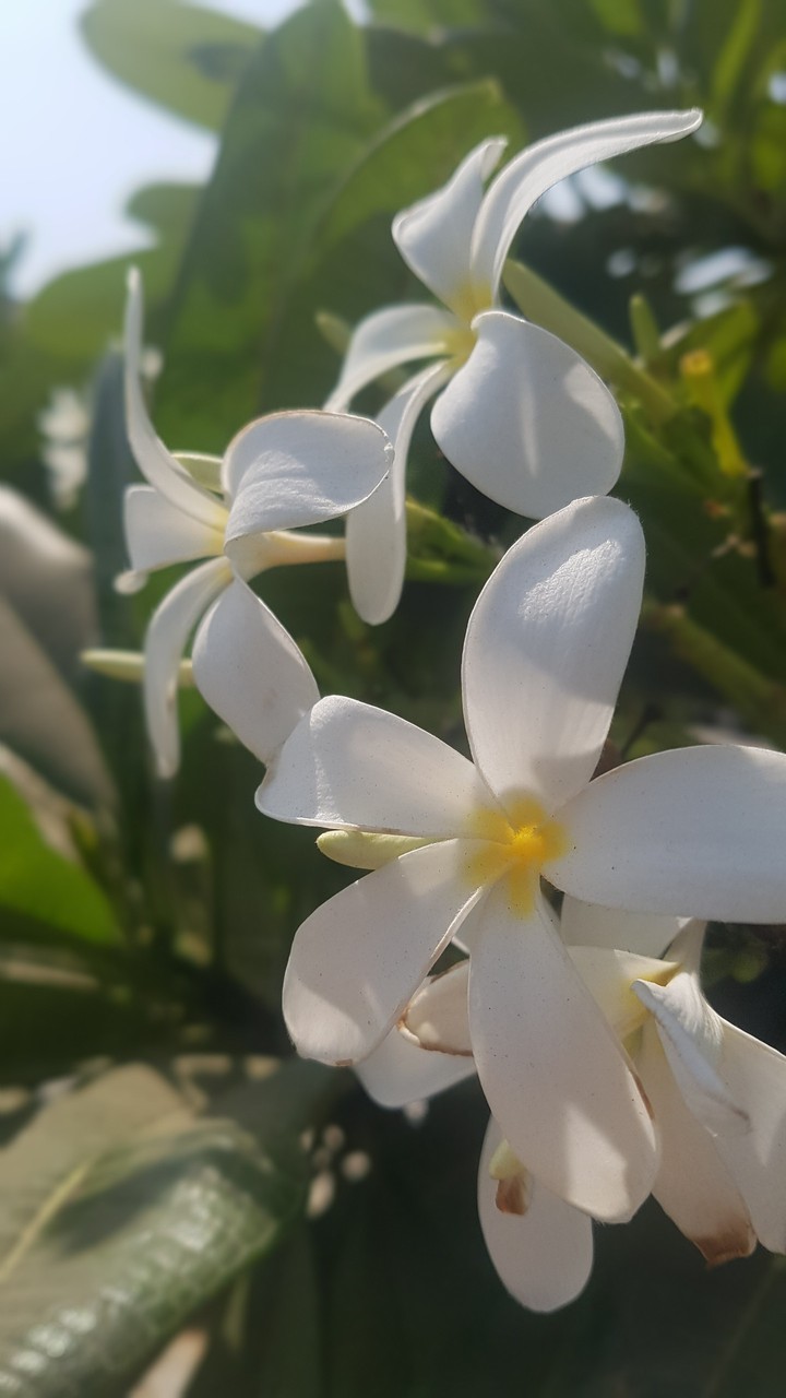 white flower