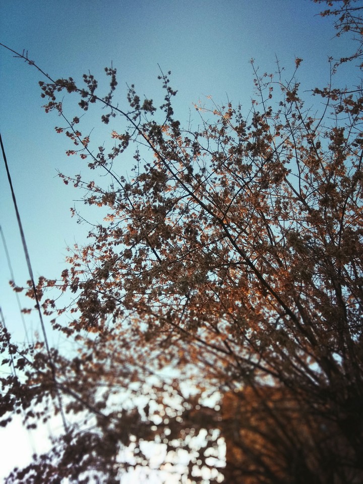 ☘