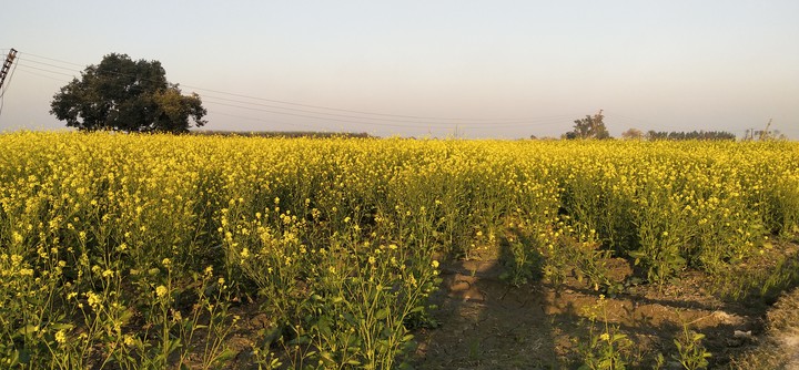 yellow flowers