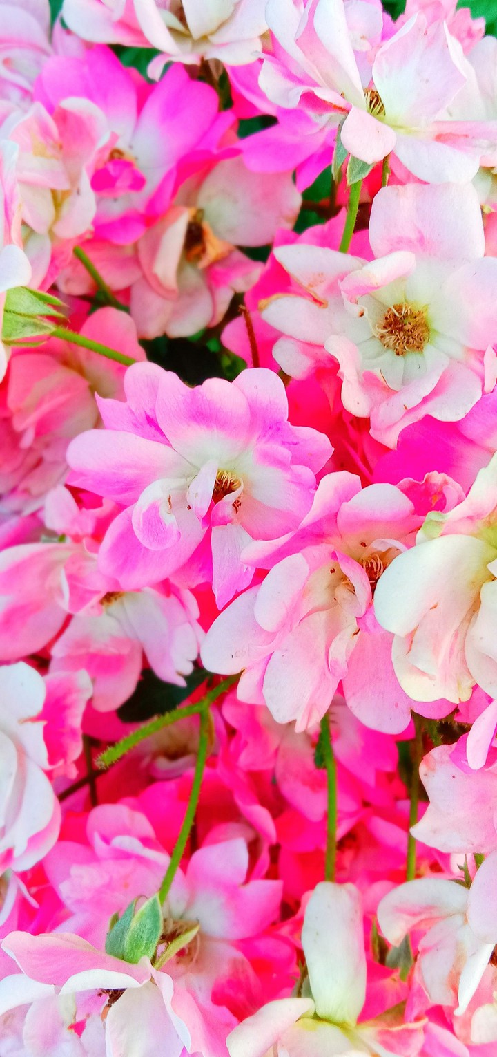 Bunch of pink