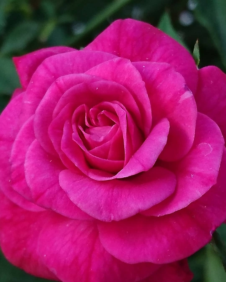 The Rose