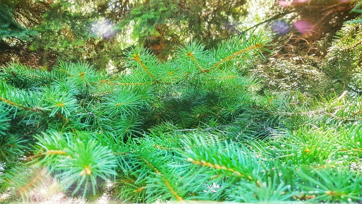 spruce spruce spruce