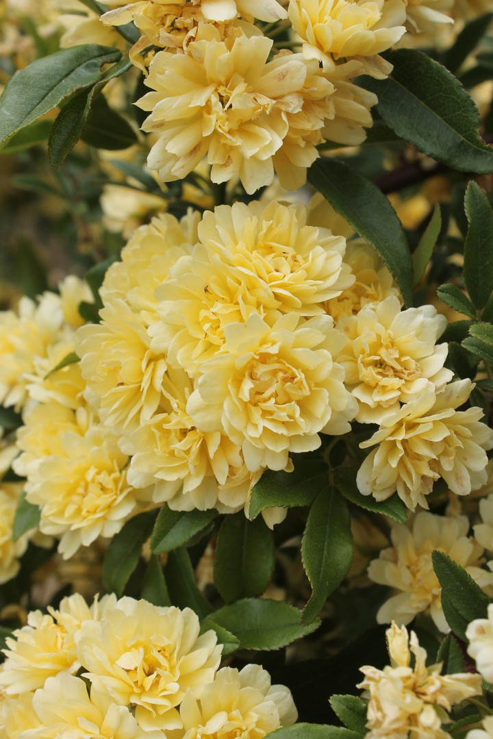 yellow blossoms