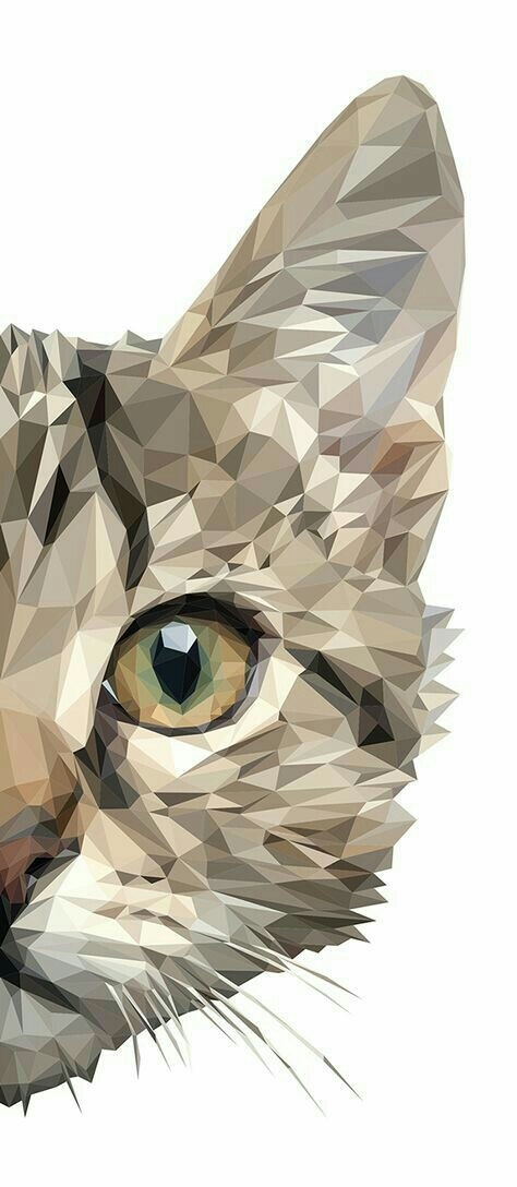 Cat....