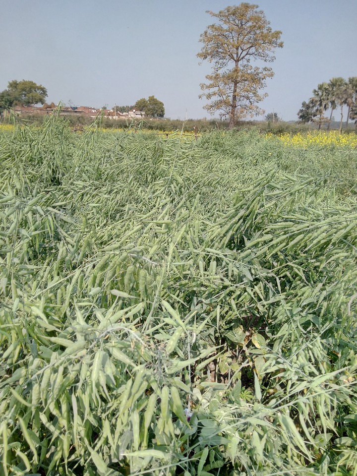mustard plants