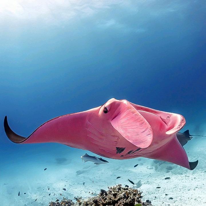 A Rare Pink Stingray