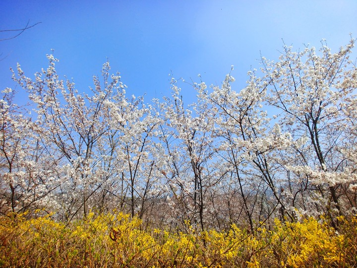 봄 꽃