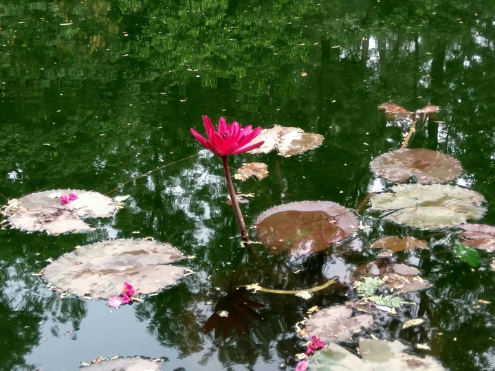 Lotus