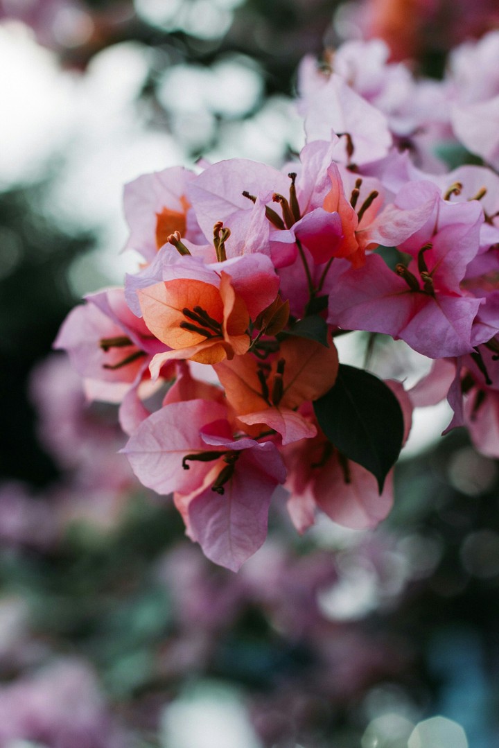spring flower....!!!