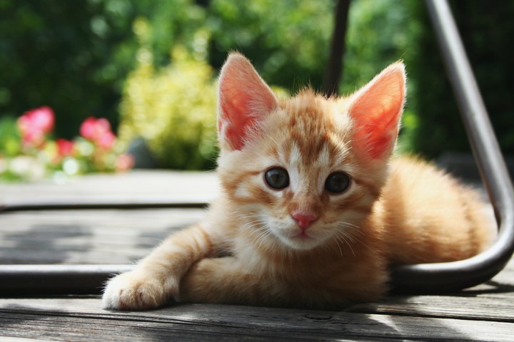 줄무늬 고양이