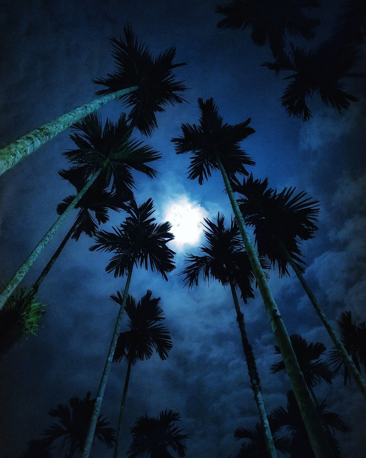Moon Light