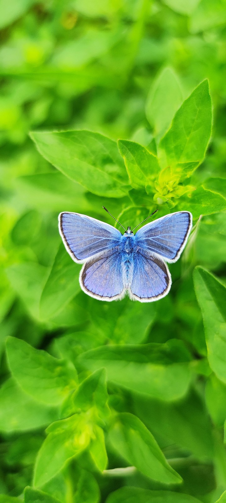 Polyommatus icarus eating my oregano