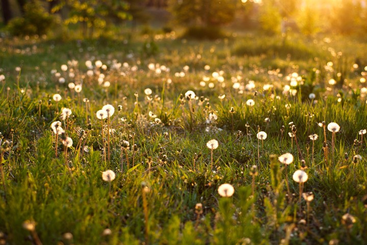 nature