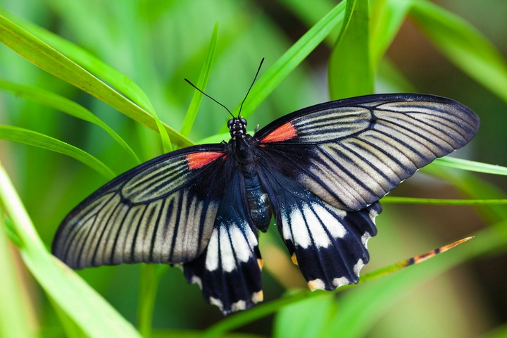 butterfly
