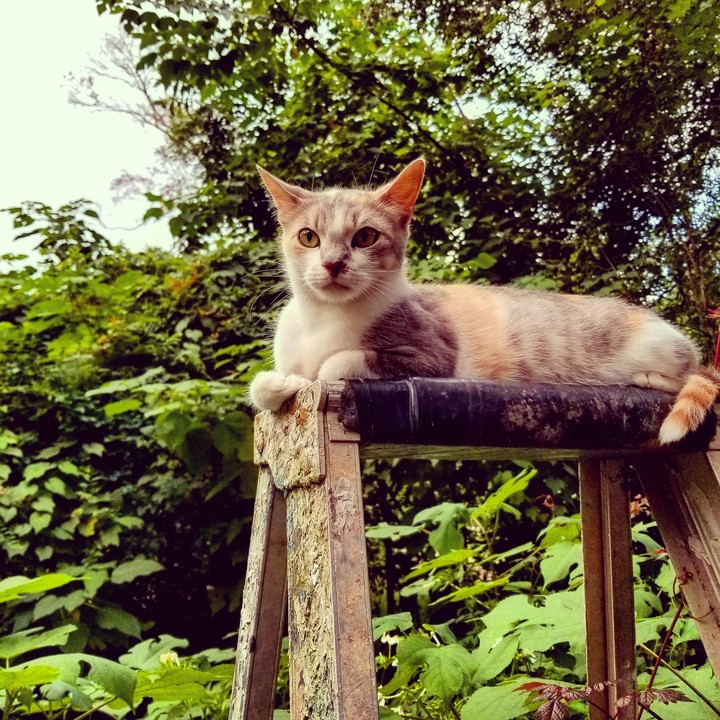 kitkat