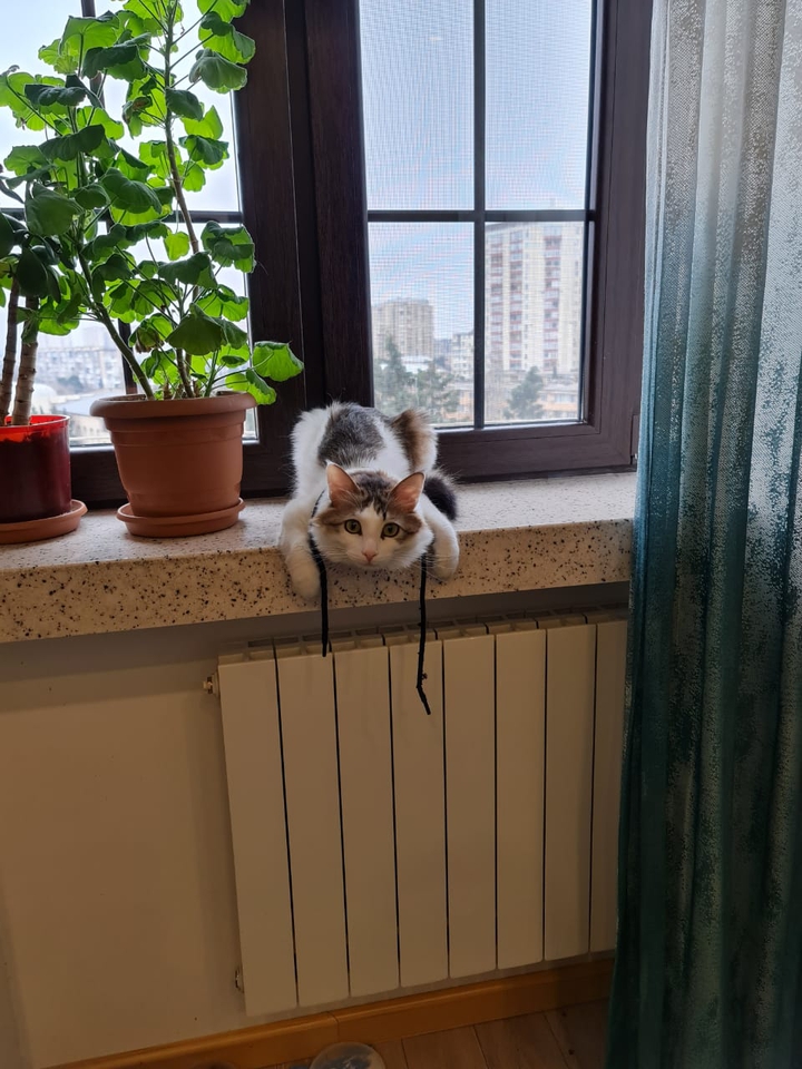 наш милый кот