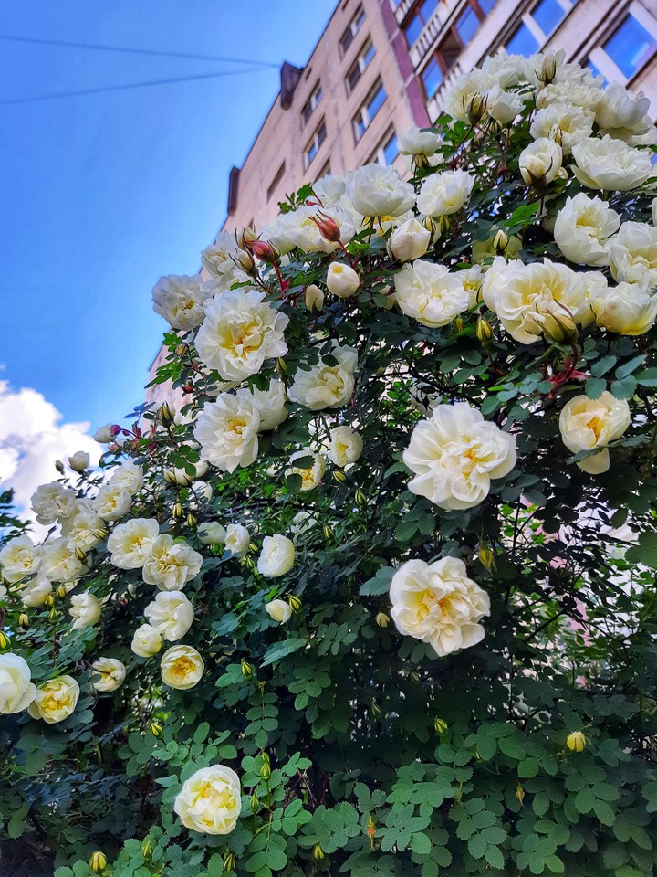 rose
