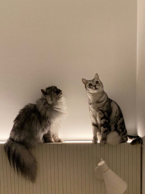 cat, Tail壁紙