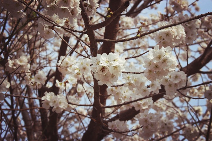 벚꽃