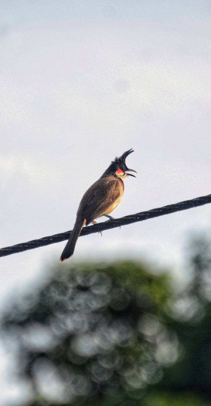 Birdie