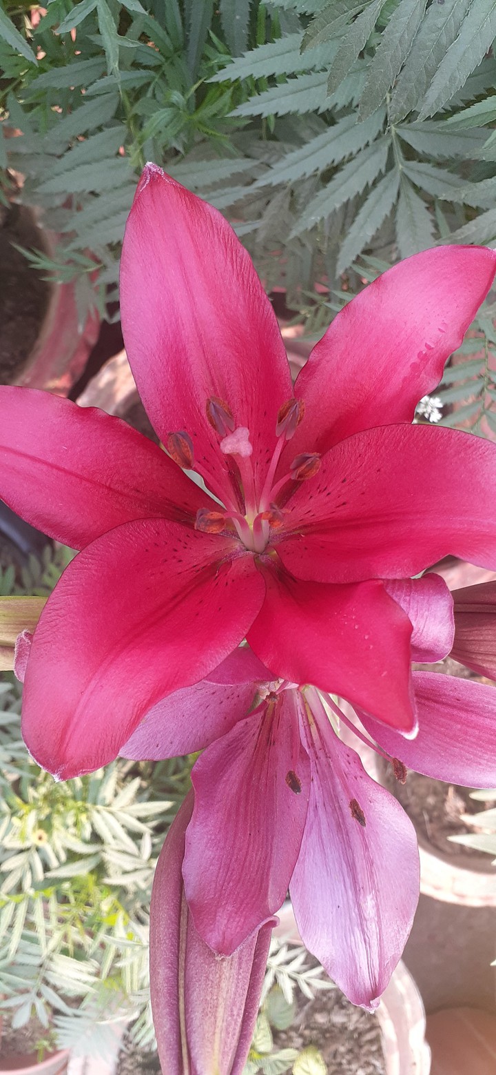 flower