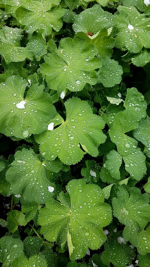 Dew