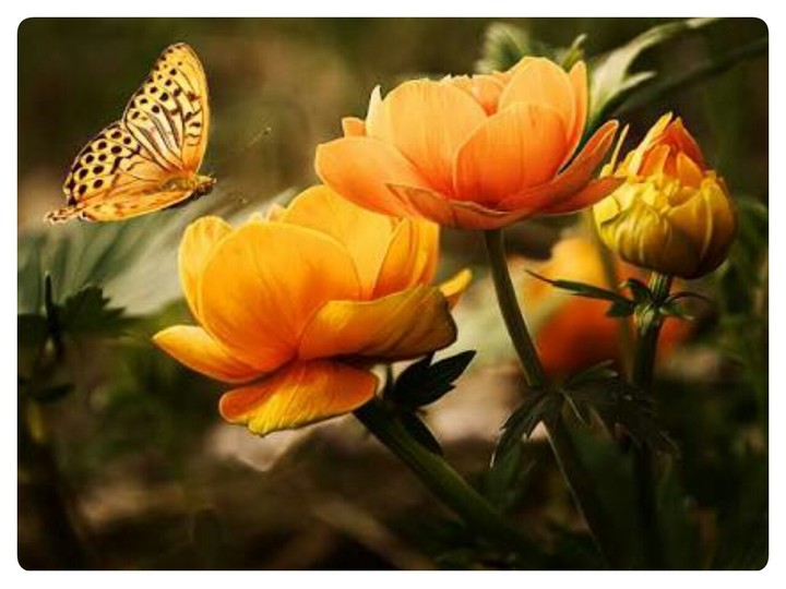 butterfly