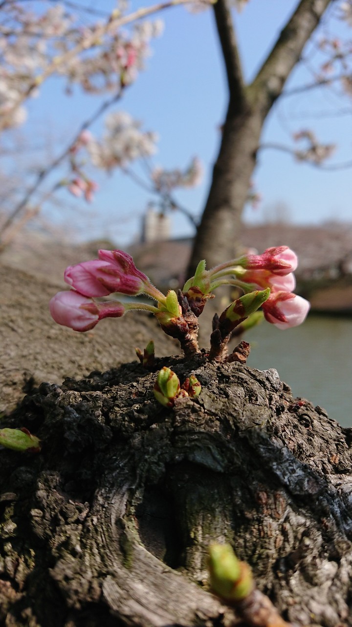 SAKURA