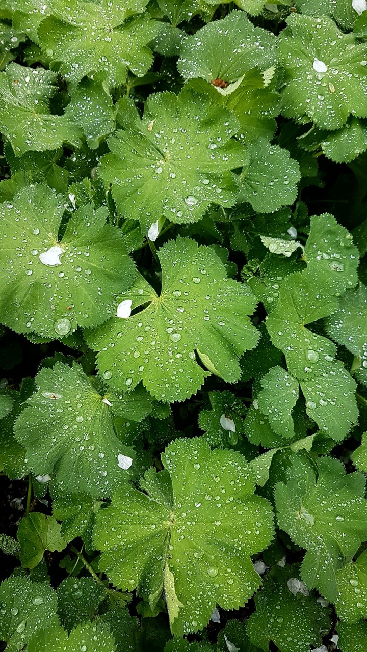 Dew