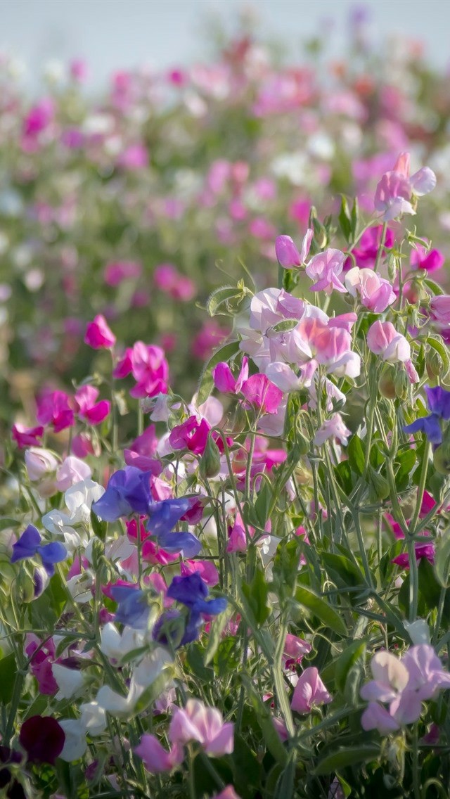 colorful sweet pea flowers