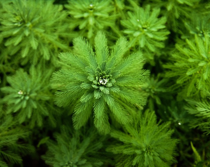 池中的珍珠