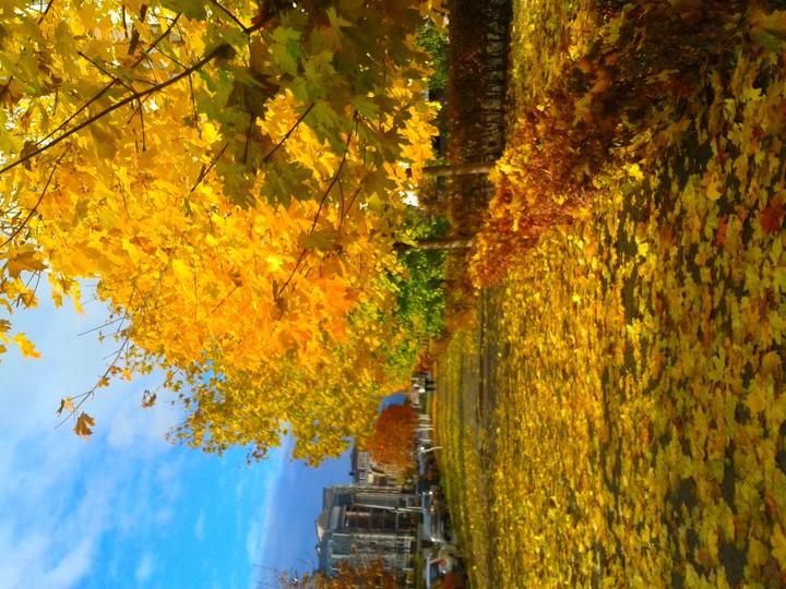 gold of autumn