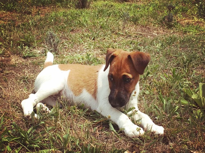 cute puppy