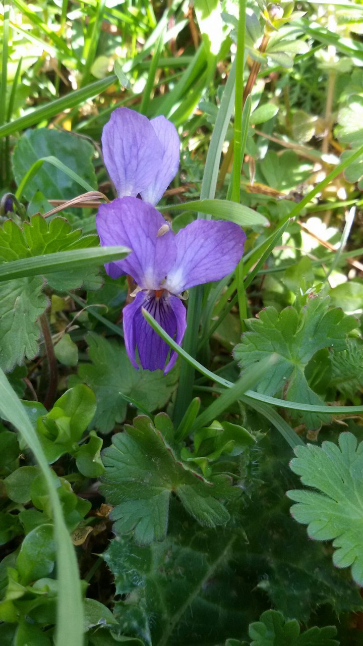 Purple violet