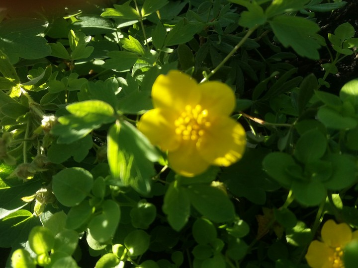 flower