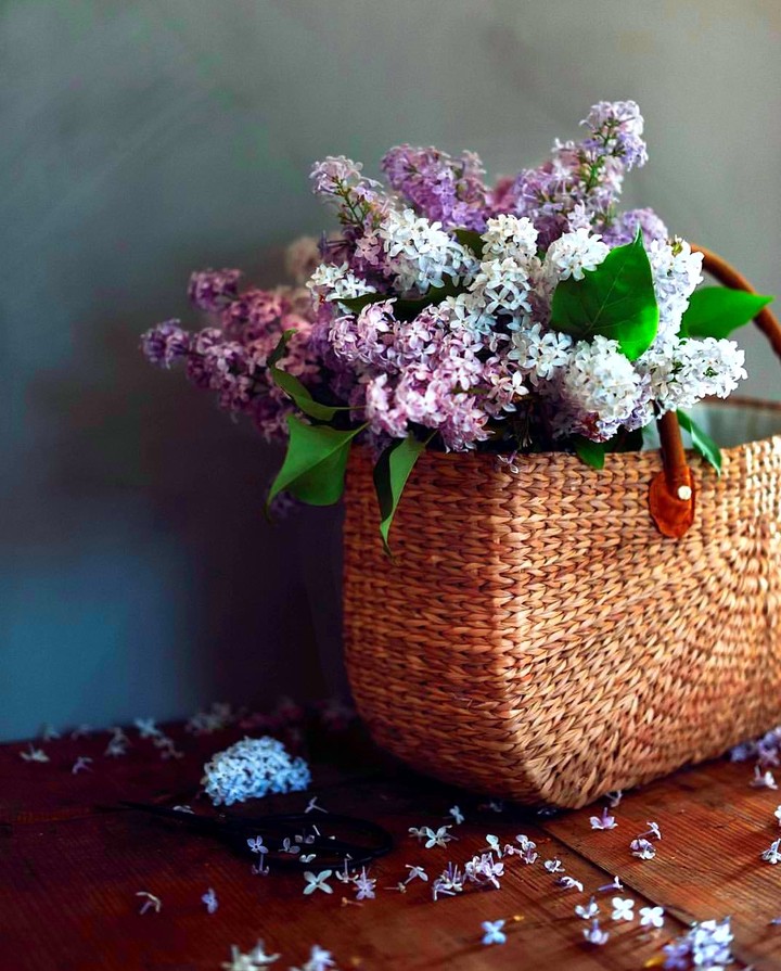 lilac
