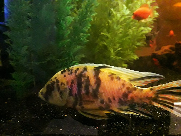 fish