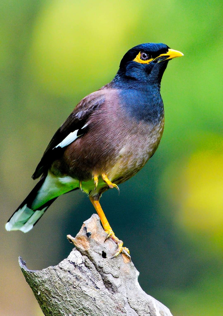 Common Myna
