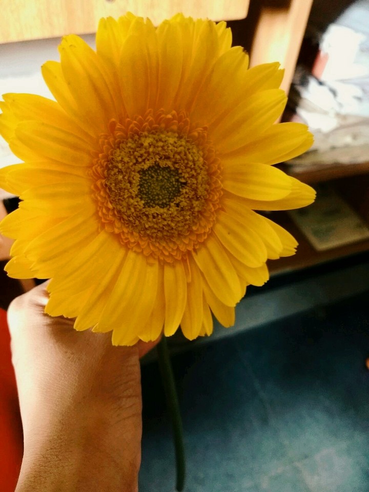 flower