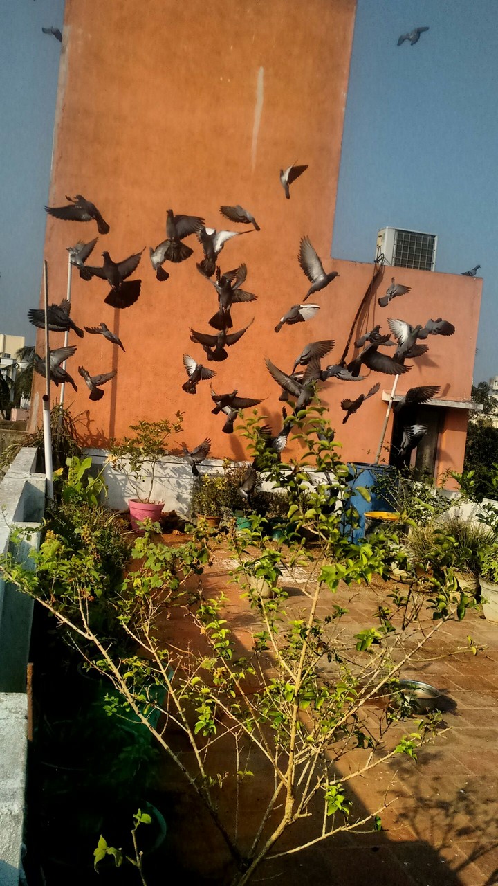 pigeon