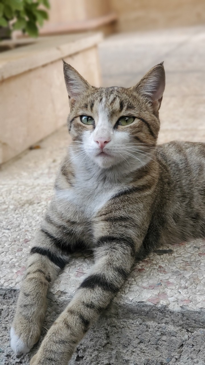 cat