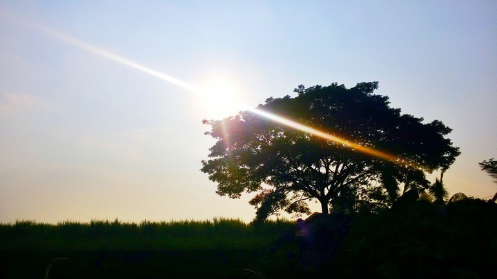 sunlight