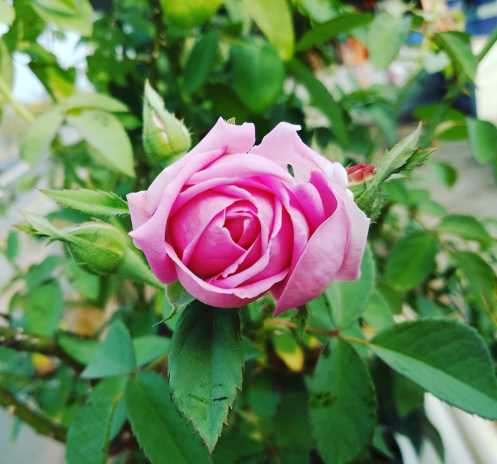 rose