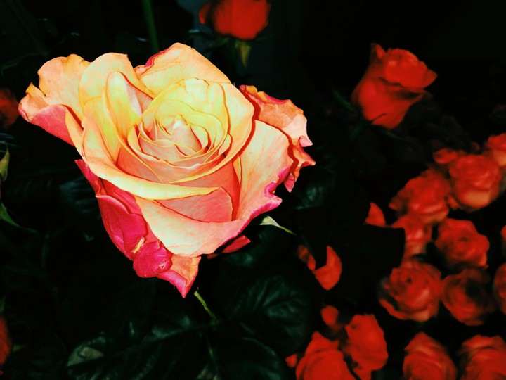 Rose Gold