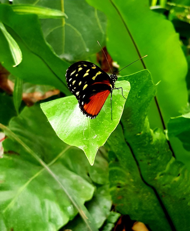 butterfly