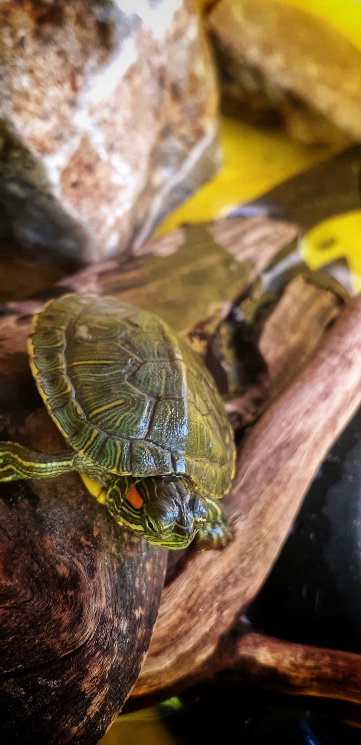 turtle